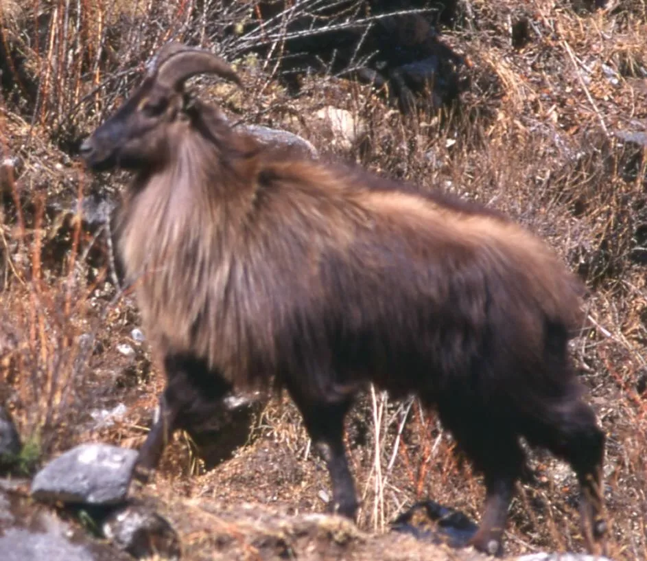 Tahr.